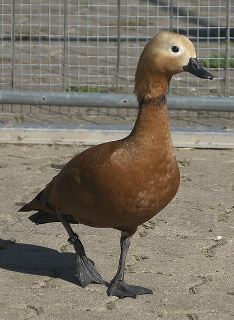 中屡次做出